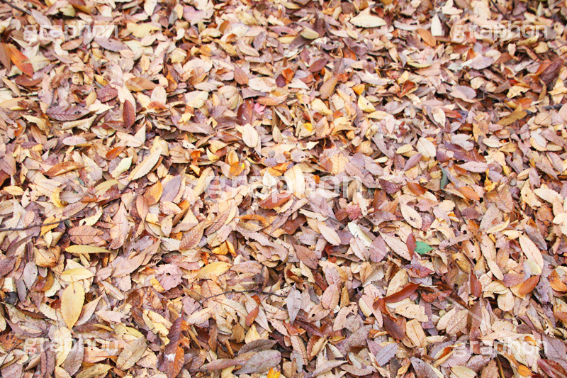 落ち葉,落葉,枯れ葉,枯葉,葉っぱ,葉,はっぱ,枯れる,自然,植物,秋,テクスチャー,テクスチャ,texture