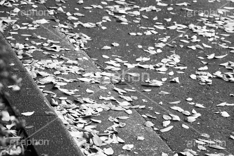 沿道の落ち葉(モノクロ),モノクロ,白黒,しろくろ,モノクローム,単色画,単彩画,単色