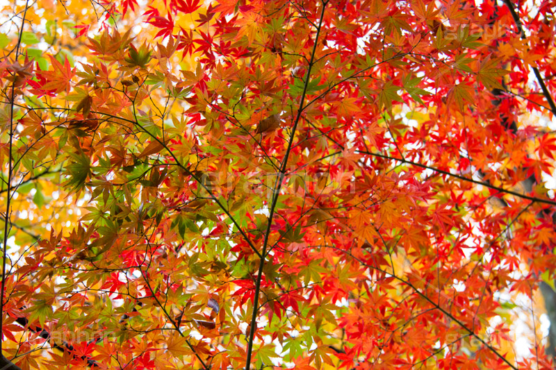 赤、黄、緑が綺麗なもみじ,グラデーション,もみじ,真っ赤,色づく,紅葉,自然,植物,木々,秋,赤,季語,草木,japan,autumn,gradation