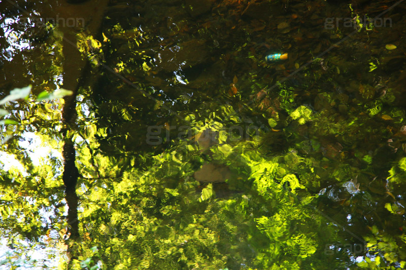 水面に映る木々,水面,波紋,水,川,池,透,テクスチャ,テクスチャ―,木,木々,草木,葉,映る,反射,自然,水系,リフレクション,reflection,texture