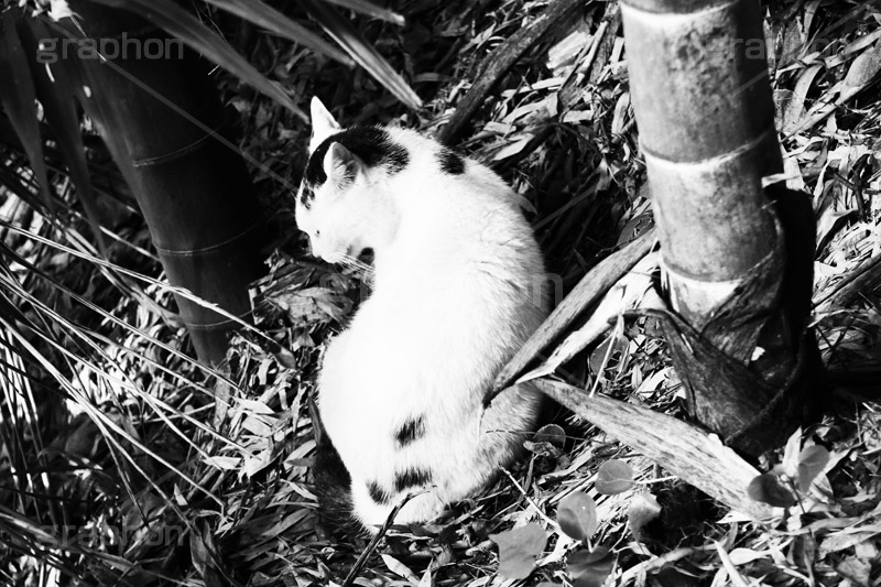 猫の背中(モノクロ),モノクロ,白黒,しろくろ,モノクローム,単色画,単彩画,単色,野良猫