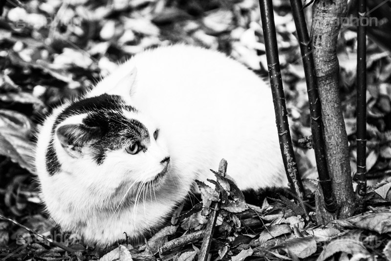 落ち葉の布団(モノクロ),モノクロ,白黒,しろくろ,モノクローム,単色画,単彩画,単色,野良猫