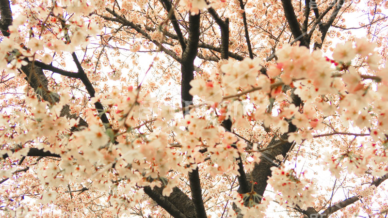 桜の花,桜,ソメイヨシノ,そめいよしの,さくら,サクラ,花見,お花見,花,お花,フラワー,はな,flower,綺麗,きれい,キレイ,満開,咲,春,ワイド撮影,blossom,japan