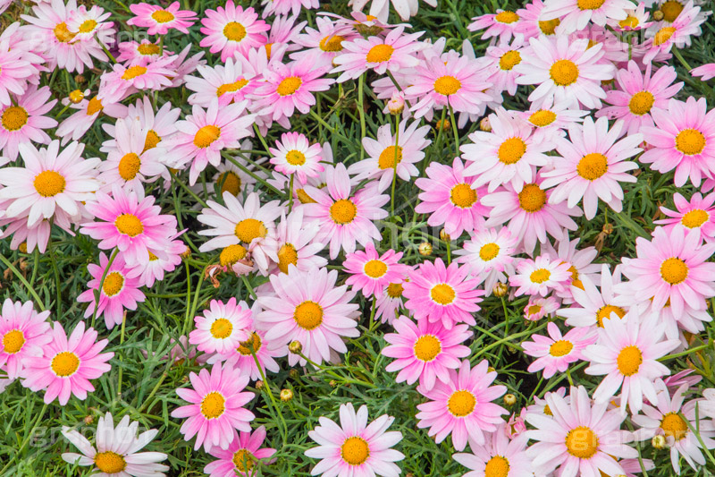ピンクのデイジー,デイジー,ピンク,花,お花,フラワー,はな,キク科,咲,春,花弁,綺麗,きれい,キレイ,pink,flower,spring