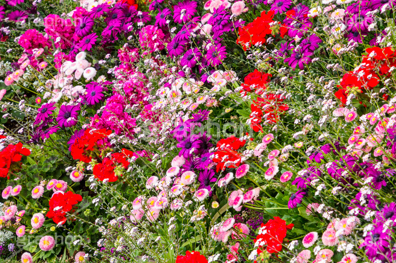 春のお花畑,花畑,花,お花,フラワー,はな,flower,咲,春,花弁,綺麗,きれい,キレイ
