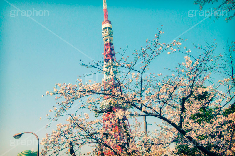 東京タワーと桜,トイカメラ撮影,トイカメラ,ヴィンテージ,ビンテージ,レトロ,お洒落,おしゃれ,オシャレ,味わい,トンネル効果