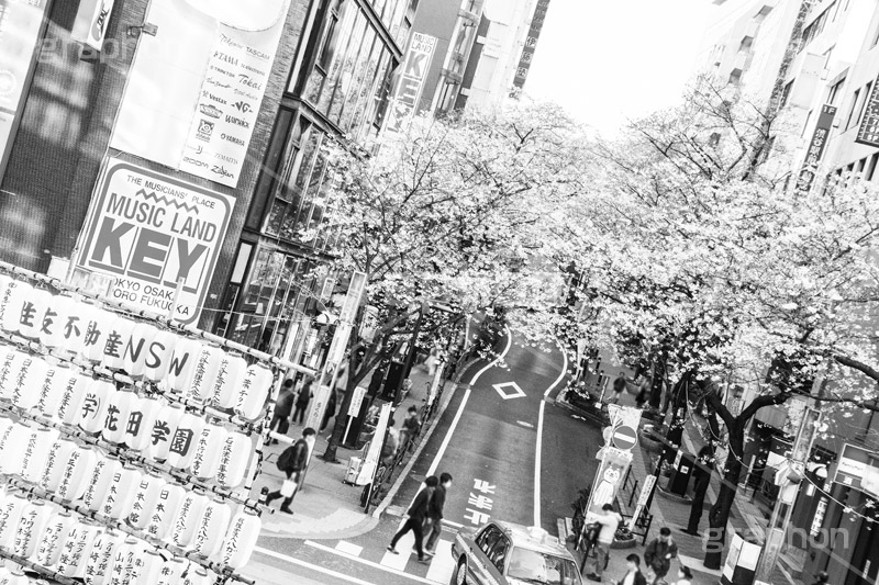渋谷のさくら,モノクロ,白黒,しろくろ,モノクローム,単色画,単彩画,単色