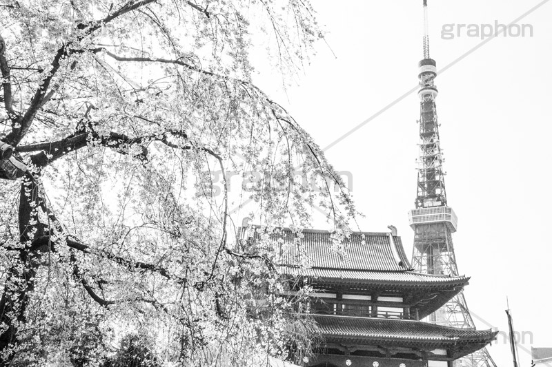 増上寺の枝垂桜,モノクロ,白黒,しろくろ,モノクローム,単色画,単彩画,単色