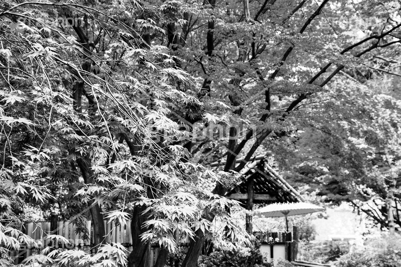 横浜公園の日本庭園,モノクロ,白黒,しろくろ,モノクローム,単色画,単彩画,単色