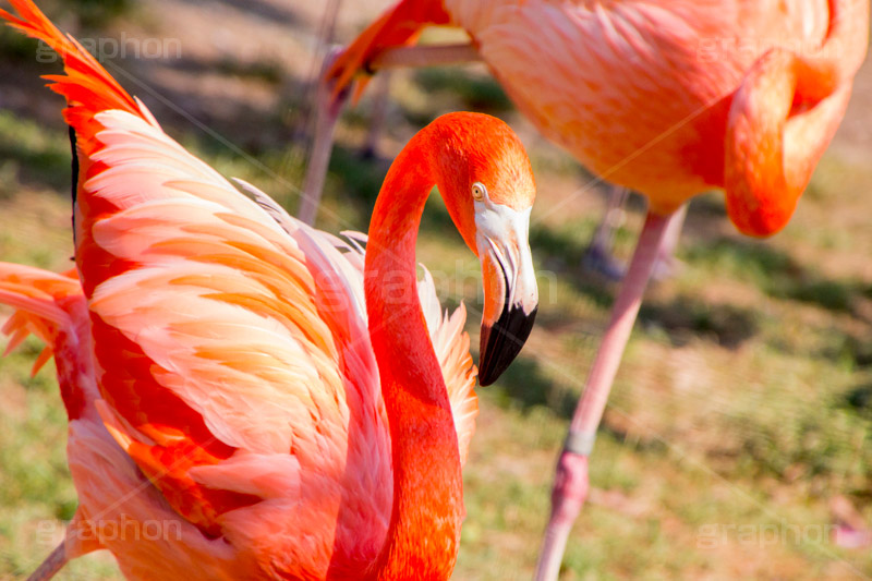 フラミンゴ,水鳥,鳥,水かき,長い脚,長い首,群れ,ピンク,飛翔,ベニヅル,アニマル,動物園,紅色,animal,flamingo
