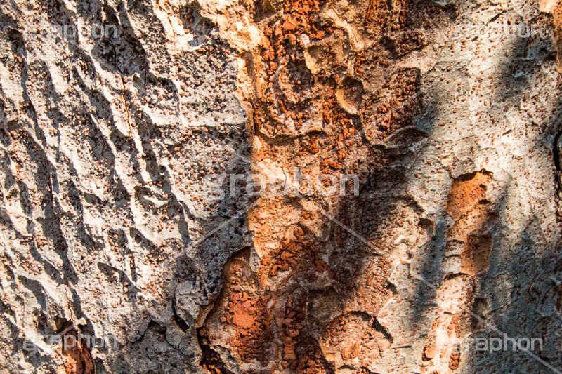 木の幹,大木,木,幹,皮,テクスチャ,テクスチャ―,texture,表面,ボコボコ