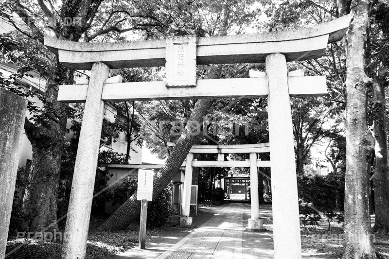 熊野神社,モノクロ,白黒,しろくろ,モノクローム,単色画,単彩画,単色,自由が丘