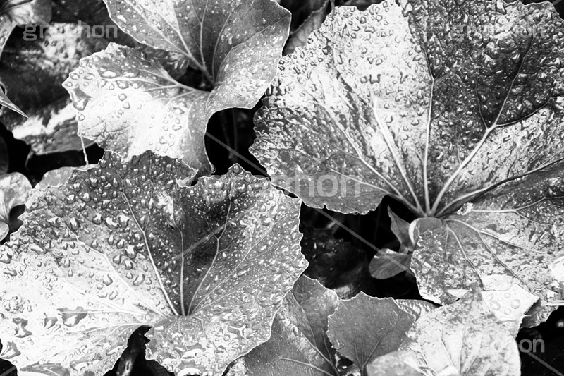 雨粒,モノクロ,白黒,しろくろ,モノクローム,単色画,単彩画,単色,葉,leaf