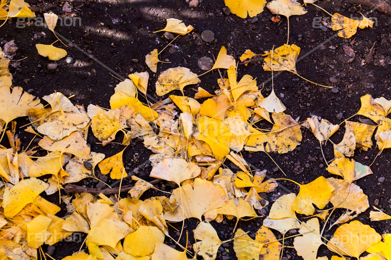 地面に落ちたイチョウの葉,地面,落ち葉,落ちる,落葉,葉,いちょう,イチョウ,銀杏,秋,紅葉,autumn