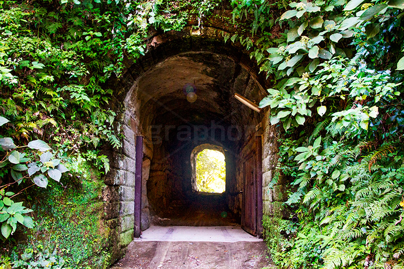小さなトンネル,トンネル,暗い,怖い,怪しい,古い,心霊,ホラー,神奈川,鎌倉,噂,草木,廃,荒