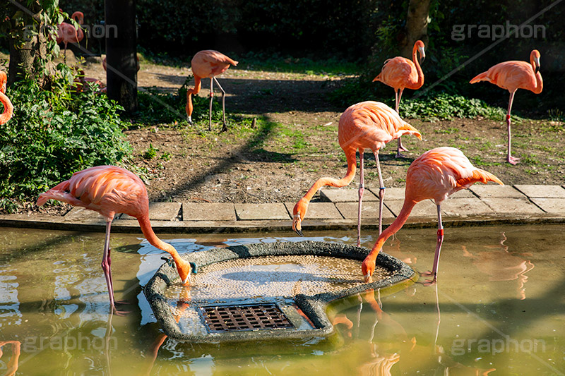 フラミンゴ,水鳥,鳥,水かき,長い脚,長い首,群れ,ピンク,飛翔,ベニヅル,アニマル,動物園,紅色,animal,flamingo,フルサイズ撮影