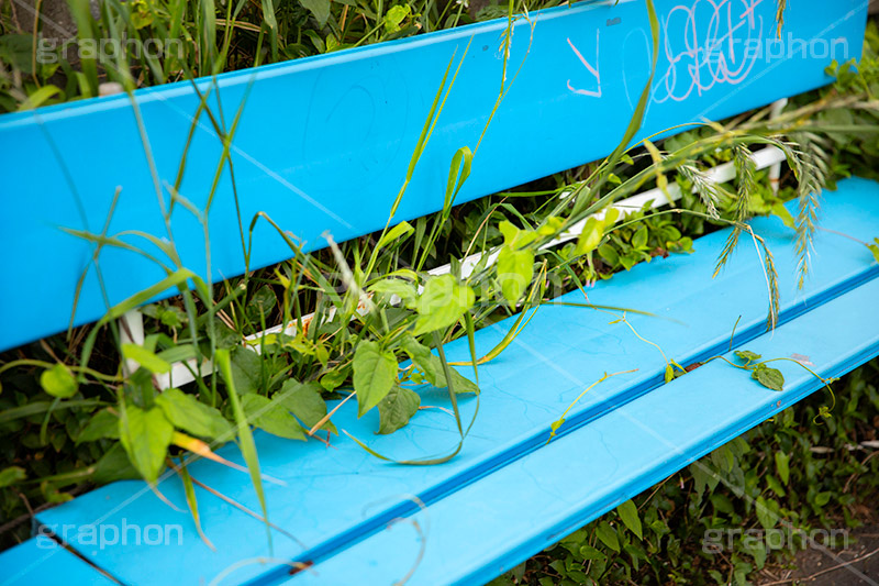 雑草まみれのベンチ,ベンチ,椅子,いす,雑草,草,放置,荒れ,落書き,bench