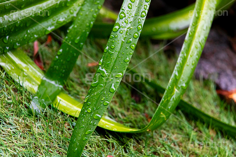 雨上がり,草木に雨粒,雨,あめ,梅雨,つゆ,草,植物,水滴,雨粒,小雨,レイン,雨の日,葉,自然,leaf,rain,フルサイズ撮影
