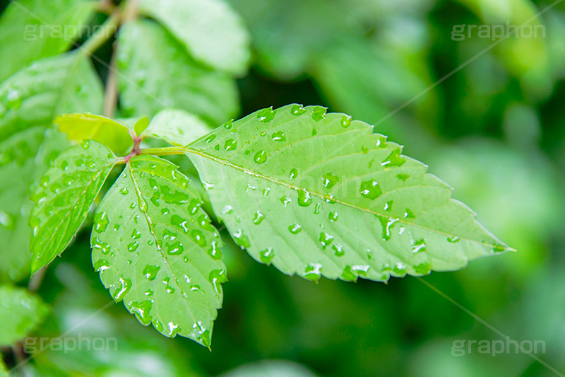 雨上がり,草木に雨粒,雨,あめ,梅雨,つゆ,草,植物,水滴,雨粒,小雨,レイン,雨の日,葉,自然,leaf,rain,フルサイズ撮影
