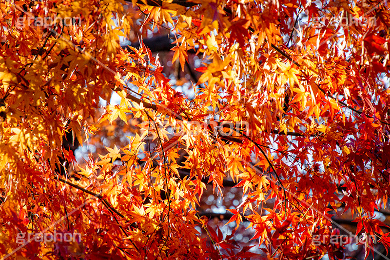 紅葉,もみじ,色づく,真っ赤,自然,植物,木々,秋,赤,季語,草木,japan,autumn