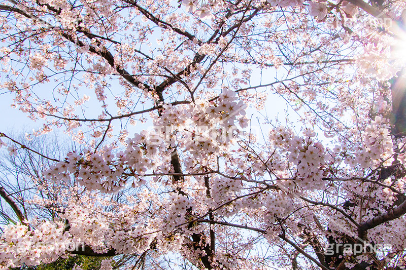 桜,サクラ,さくら,満開,花見,お花見,自然,青空,花びら,さくらまつり,花,春,blossom,japan,spring,flower