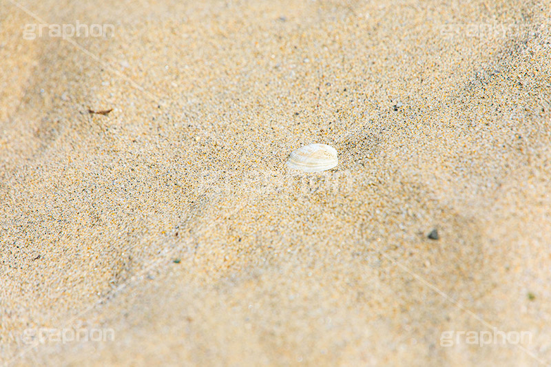 貝殻,貝,砂浜,海岸,砂,海,sea,フルサイズ撮影