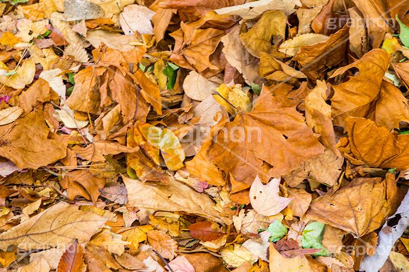落ち葉,落葉,秋,枯葉,枯れ,葉,葉っぱ,autumn,フルサイズ撮影
