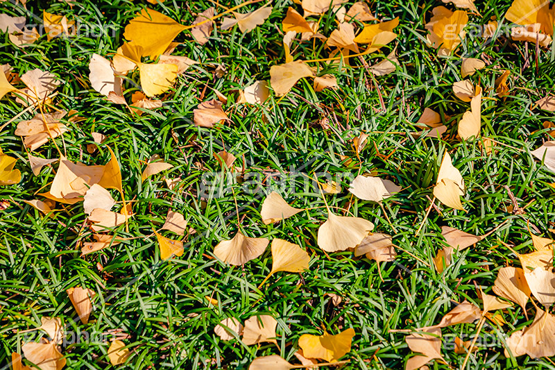 地面に落ちたイチョウの葉,落ち葉,落ちる,落葉,葉,枯れ葉,枯葉,いちょう,イチョウ,銀杏,地面,秋,紅葉,草,autumn,フルサイズ撮影