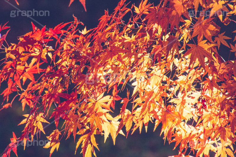 紅葉,秋,かえで,楓,ヴィンテージ,ビンテージ,レトロ,お洒落,おしゃれ,オシャレ,味わい,懐かしい,autumn