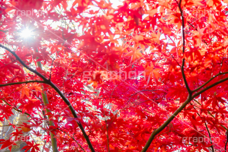 真っ赤なモミジ,もみじ,真っ赤,色づく,紅葉,自然,植物,木々,秋,赤,季語,草木,逆光,太陽,フレア,flare,japan,autumn