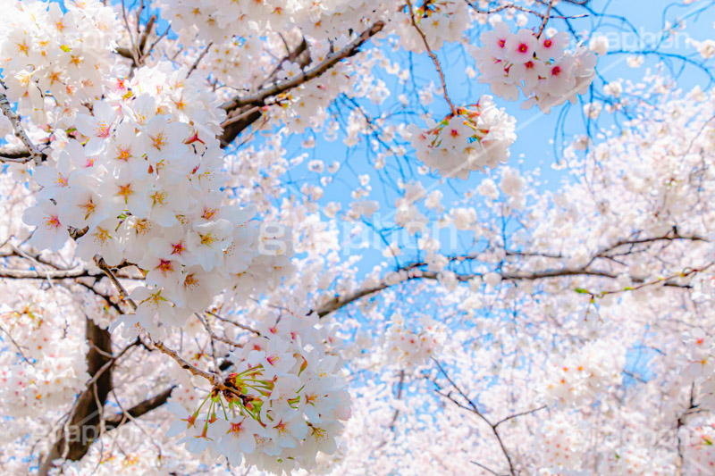 桜と青空,さくら,桜,ソメイヨシノ,そめいよしの,春,フラワー,青空,花見,満開,空,blossom,japan,spring,flower