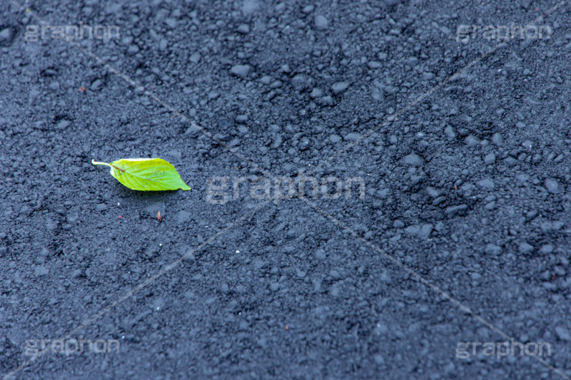 孤独,落葉,落ち葉,新緑,若葉,葉,葉っぱ,アスファルト,asphalt,leaf,フルサイズ撮影