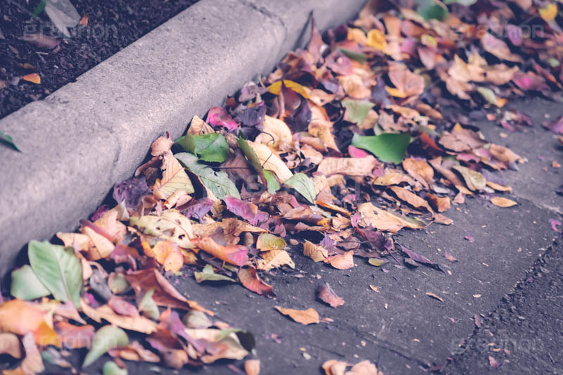 落ち葉,落ちる,落葉,葉,葉っぱ,はっぱ,枯れ葉,枯葉,道路,路肩,秋の気配,ナチュラル,自然,natural,leaf,autumn,フルサイズ撮影
