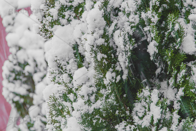 木々に積もる雪,雪,ゆき,積,木々,冬,降る,積雪,snow,winter,フルサイズ撮影