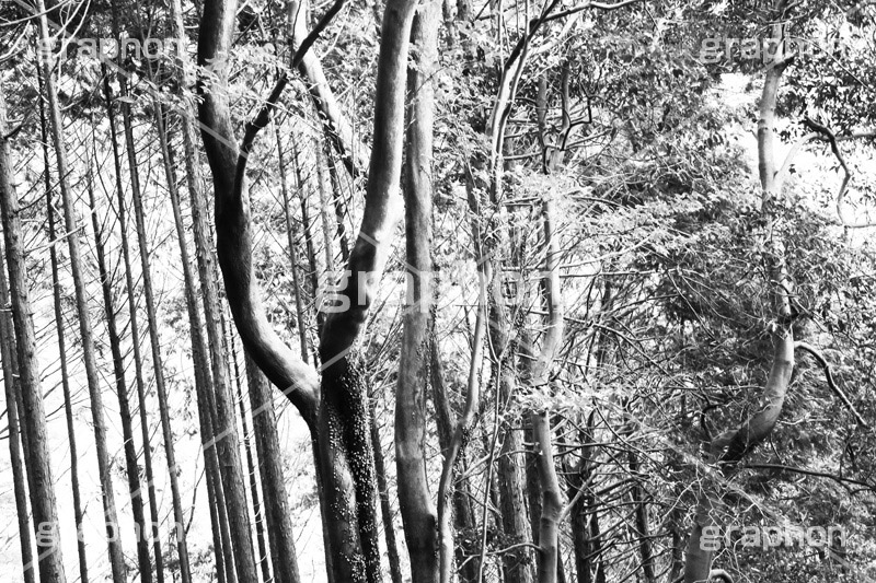 森林,モノクロ,白黒,しろくろ,モノクローム,単色画,単彩画,単色