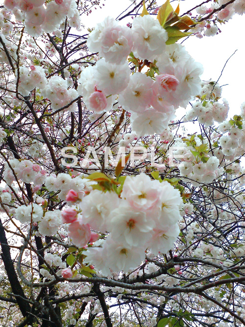桜,さくら,サクラ,花見,お花見,花,お花,フラワー,はな,綺麗,きれい,キレイ,満開,咲,牡丹桜,春,blossom,japan,flower