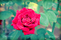 赤いバラ(ヴィンテージ),花,植物,トイカメラ撮影,トイカメラ,ヴィンテージ,ビンテージ,レトロ,お洒落,おしゃれ,オシャレ,味わい,トンネル効果,薔薇