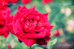 赤いバラ(ヴィンテージ),花,植物,トイカメラ撮影,トイカメラ,ヴィンテージ,ビンテージ,レトロ,お洒落,おしゃれ,オシャレ,味わい,トンネル効果,薔薇