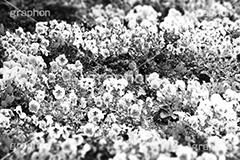 お花畑(モノクロ),モノクロ,白黒,しろくろ,モノクローム,単色画,単彩画,単色