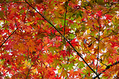 赤、黄、緑が綺麗なもみじ,グラデーション,もみじ,真っ赤,色づく,紅葉,自然,植物,木々,秋,赤,季語,草木,japan,autumn,gradation