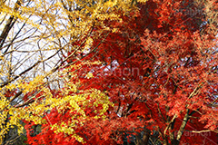 色づく木々,黄色,赤,もみじ,モミジ,色づく,紅葉,自然,植物,木々,秋,季語,草木,japan,autumn