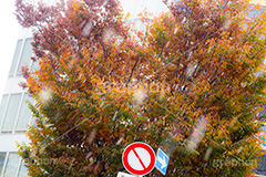 紅葉と雪,紅葉,雪,秋,冬,季節外れ,自然,寒い,snow