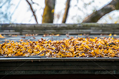 屋根に積もったイチョウの葉,落ち葉,銀杏,イチョウ,いちょう,秋,紅葉,積もる,葉っぱ,葉,屋根,季語