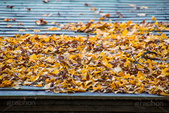 屋根に積もったイチョウの葉,落ち葉,銀杏,イチョウ,いちょう,秋,紅葉,積もる,葉っぱ,葉,屋根,季語