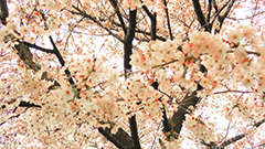 桜の花,桜,ソメイヨシノ,そめいよしの,さくら,サクラ,花見,お花見,花,お花,フラワー,はな,flower,綺麗,きれい,キレイ,満開,咲,春,ワイド撮影,blossom,japan