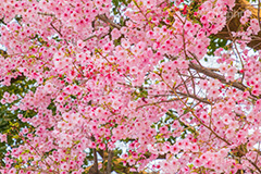 河津桜,桜,さくら,サクラ,桜まつり,花見,お花見,花,お花,フラワー,はな,flower,spring,japan,綺麗,きれい,キレイ,満開,咲,春,blossom,ひな祭り,雛祭り,ひなまつり