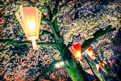隅田公園の桜,トイカメラ撮影,トイカメラ,ヴィンテージ,ビンテージ,レトロ,お洒落,おしゃれ,オシャレ,味わい,トンネル効果