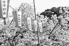 上野公園のさくら,モノクロ,白黒,しろくろ,モノクローム,単色画,単彩画,単色