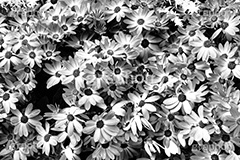 春の花壇,モノクロ,白黒,しろくろ,モノクローム,単色画,単彩画,単色