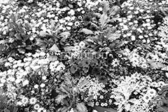 春の花壇,モノクロ,白黒,しろくろ,モノクローム,単色画,単彩画,単色